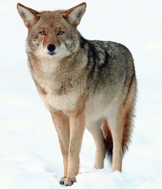 Photo: 2009-Coyote-Yosemite