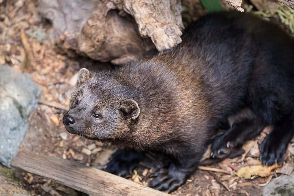 Photo of Pekania pennanti