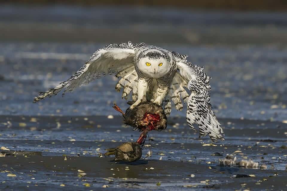 Photo of Bubo scandiacus