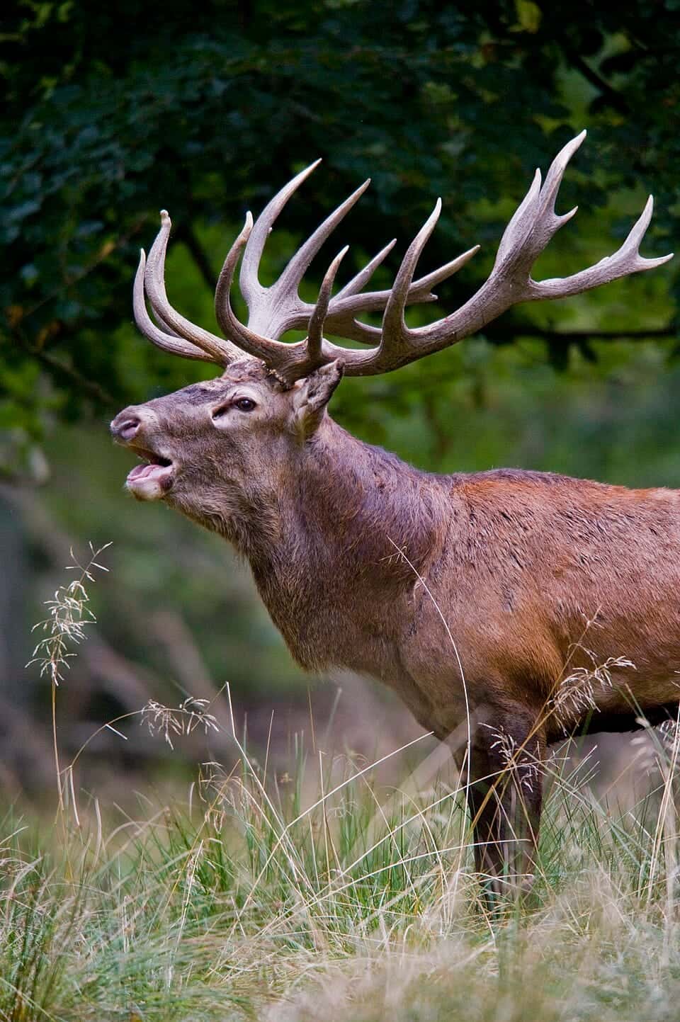 Photo: Red deer stag 2009 denmark