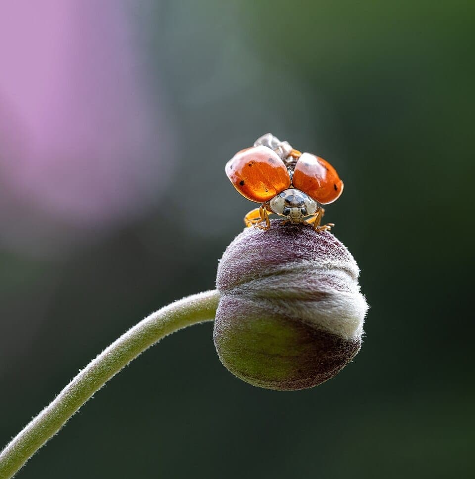Ladybug or Asian Lady Beetle? How to Tell the Native Beetle From the Fall Home Invader