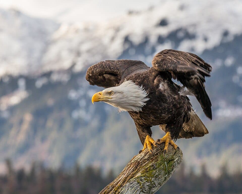Bald Eagle vs. Golden Eagle: How to Tell Them Apart