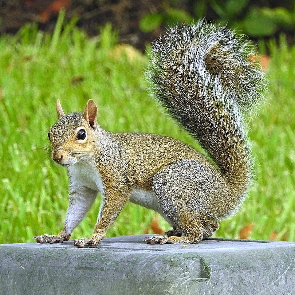 Gray vs. Fox vs. Red Squirrel: How to Tell Them Apart