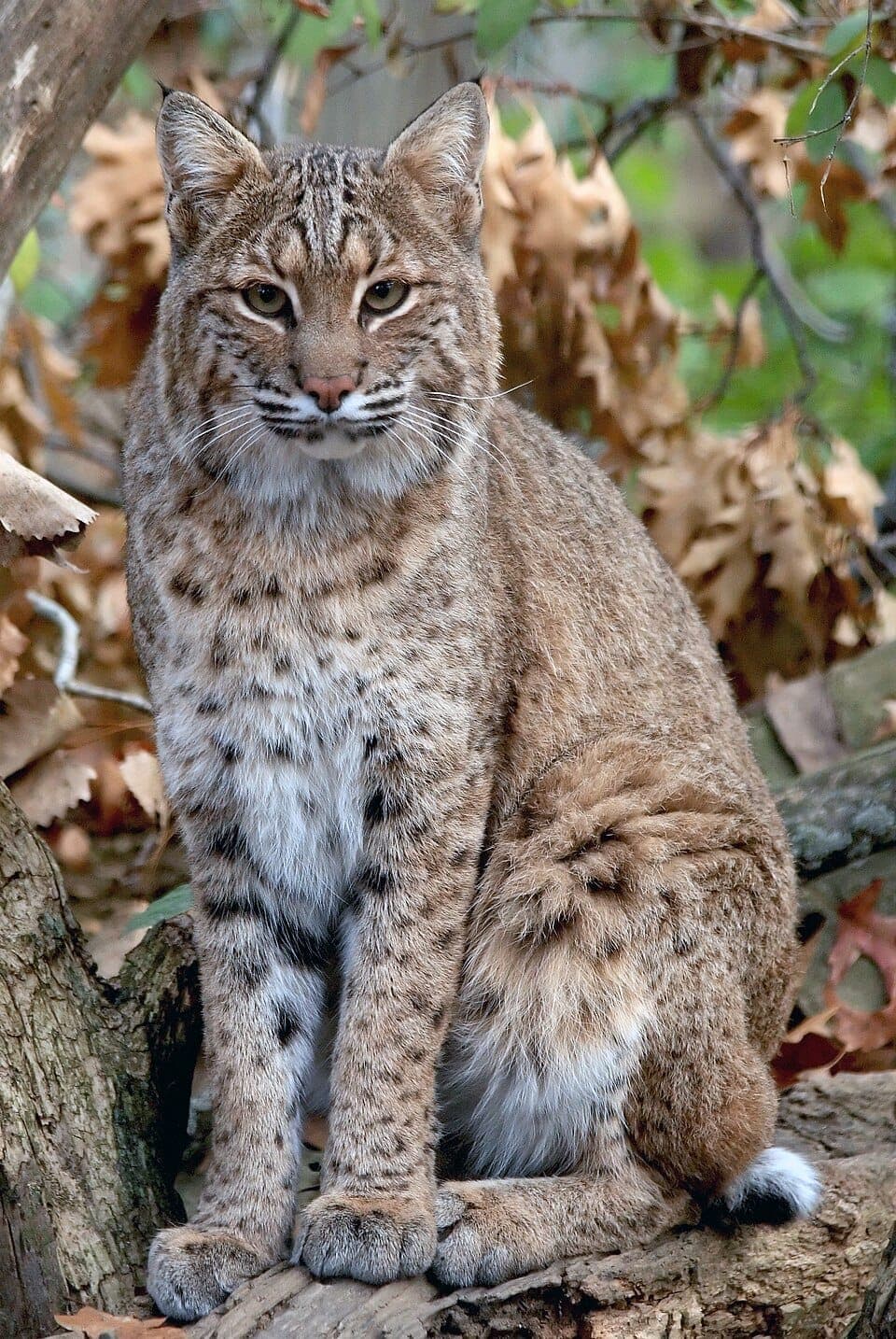 How to Identify a Bobcat (vs. Mountain Lion and Cat)