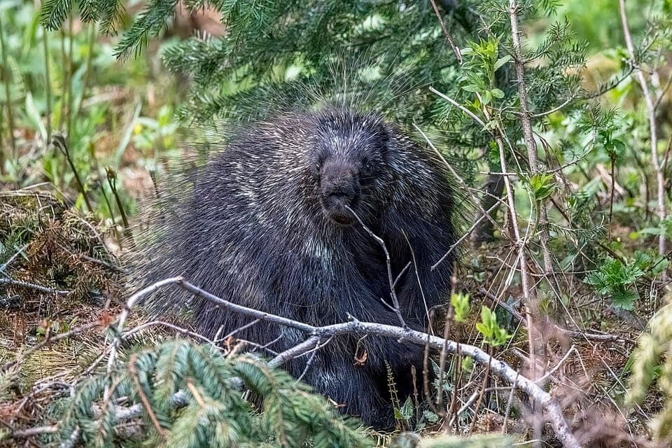 How to Identify a Porcupine (and Its Lookalikes)