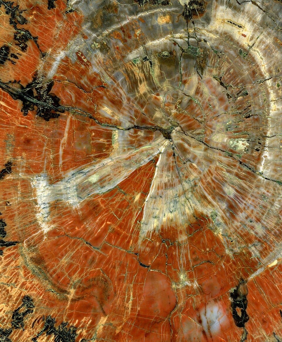 How to Identify Petrified Wood (Real vs. Fake)