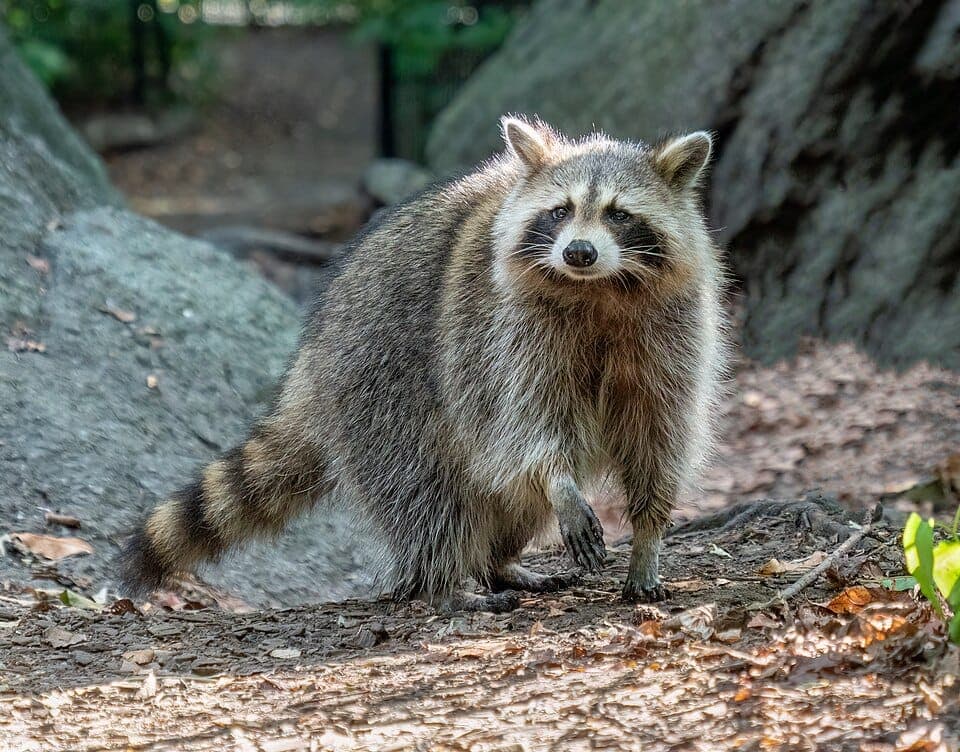 How to Identify Raccoon Tracks (vs. Opossum and Cat)