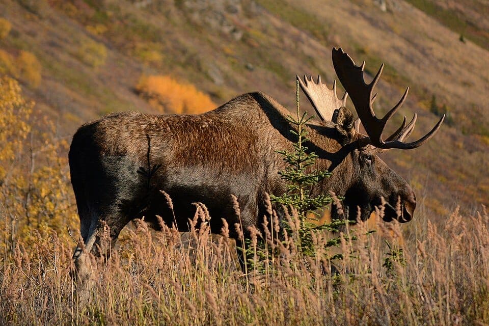 Moose vs. Elk: How to Tell Them Apart