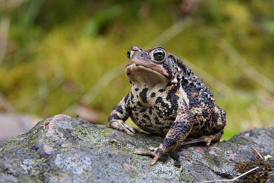 Toad vs. Frog: How to Tell Them Apart