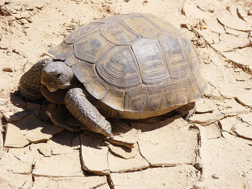Turtle vs. Tortoise: How to Tell Them Apart