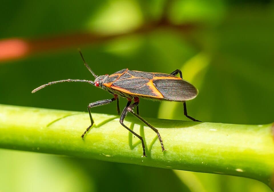 What Are the Black-and-Red Bugs Swarming the Side of My House? Identifying Boxelder Bugs