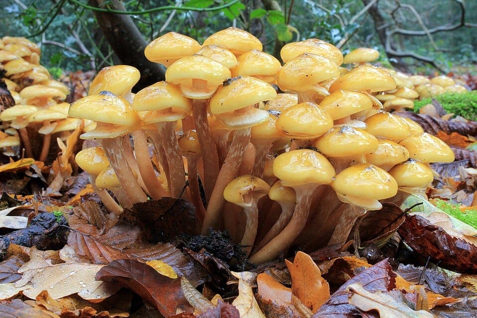 What Are the Clustered Mushrooms at the Base of My Tree? Identifying Honey Mushrooms