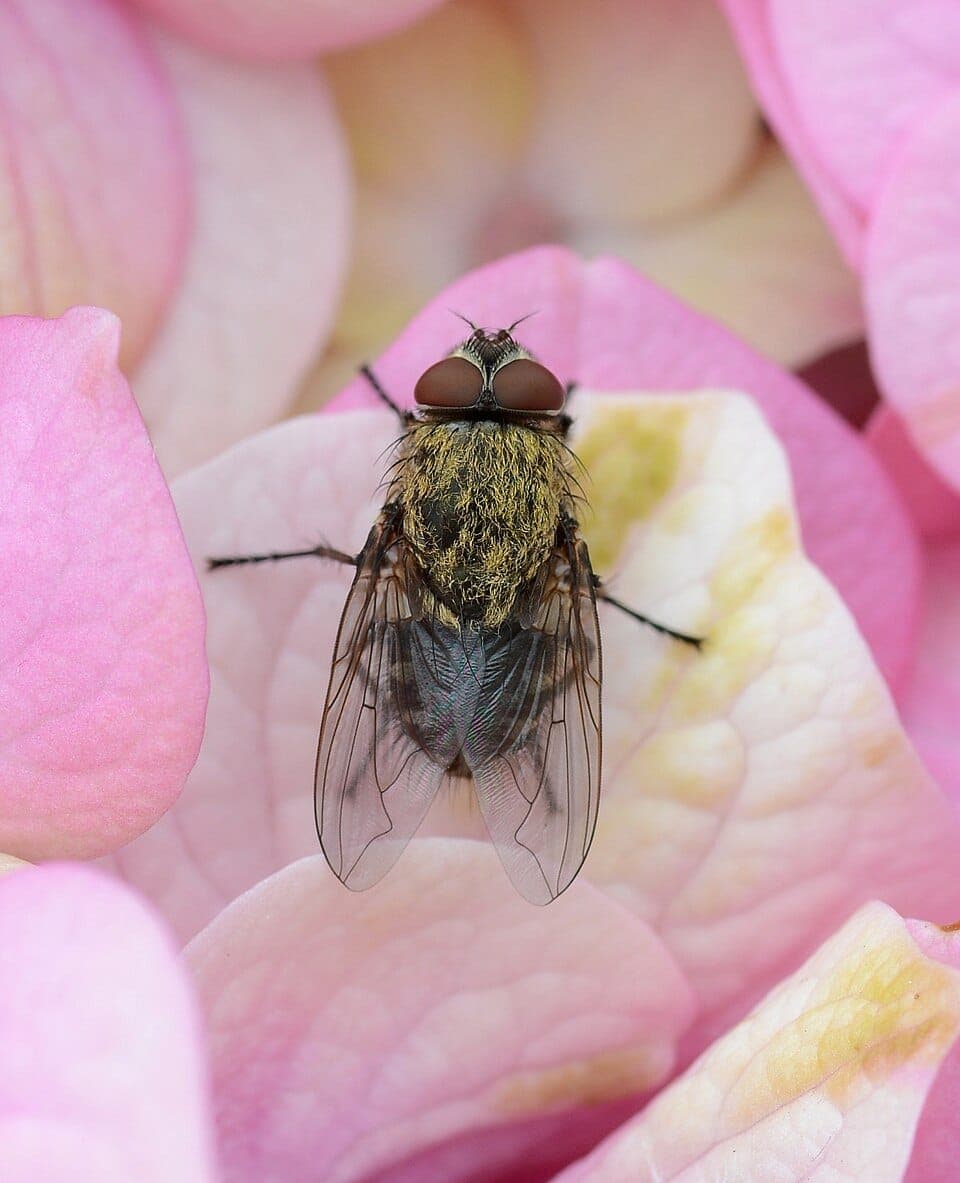 What Are the Slow Flies Clustering at My Windows in Fall? Identifying Cluster Flies
