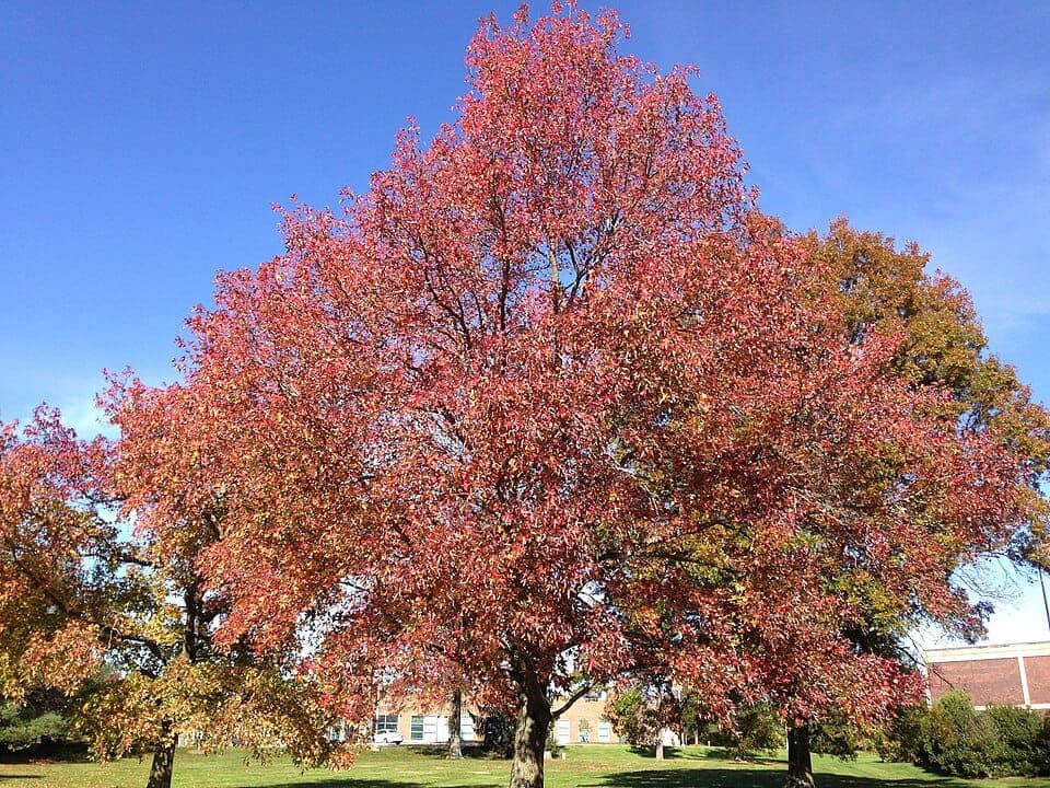 What Are the Spiky Brown Balls Falling From My Tree? Identifying Sweetgum