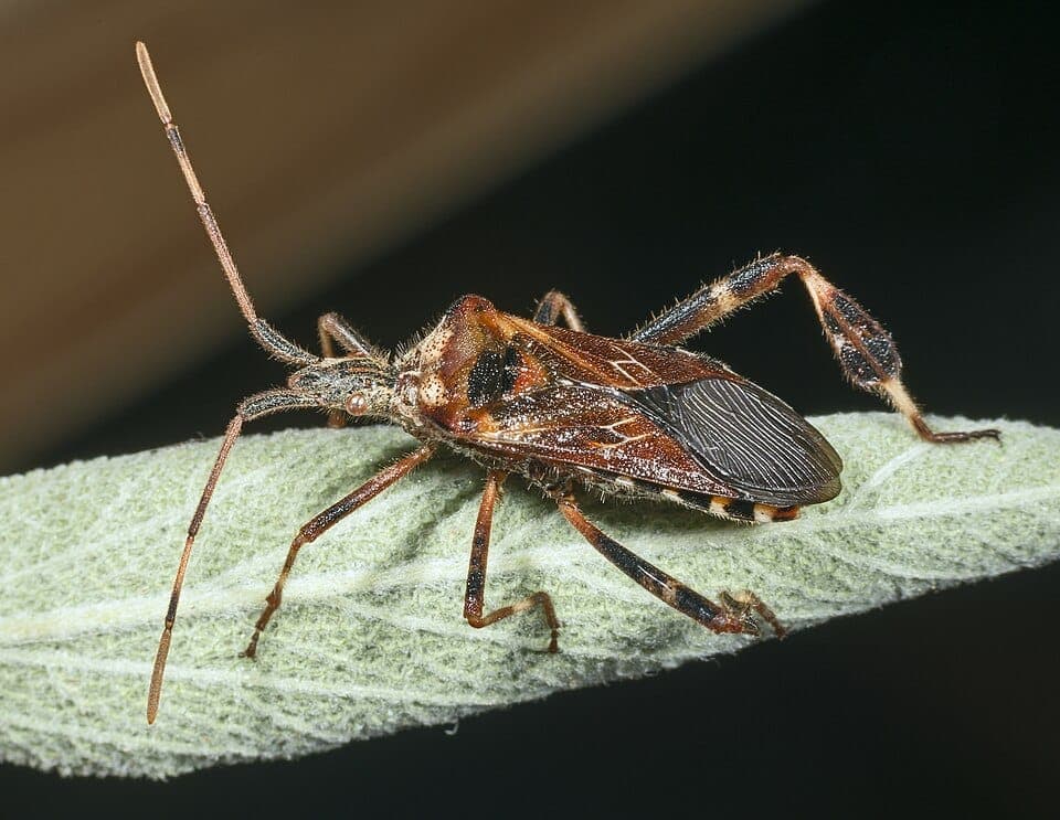 What Is the Big Brown Bug With Flat, Leaf-Like Legs? Identifying Leaf-Footed Bugs