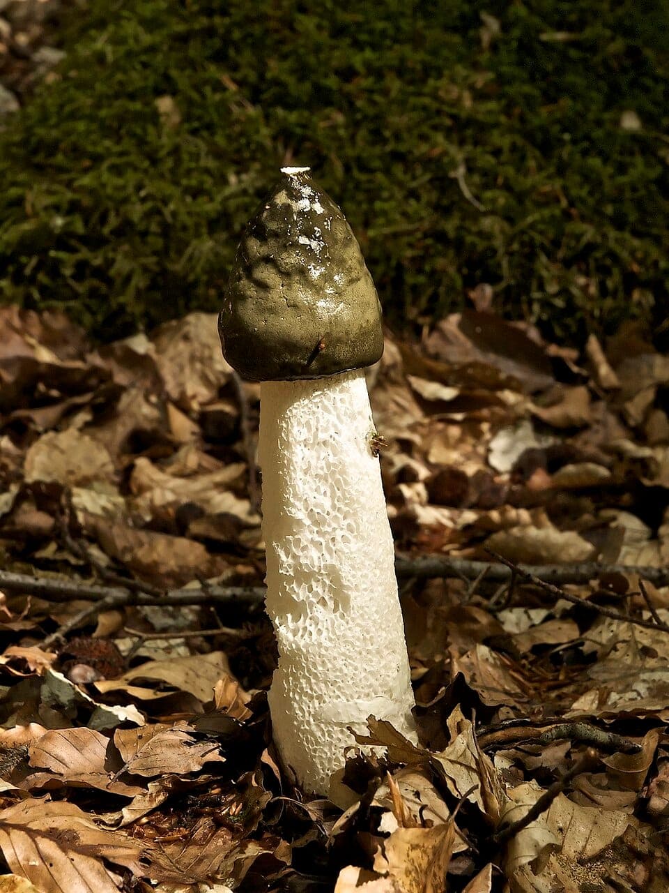 What Is the Foul-Smelling Mushroom in My Mulch? Identifying Stinkhorns