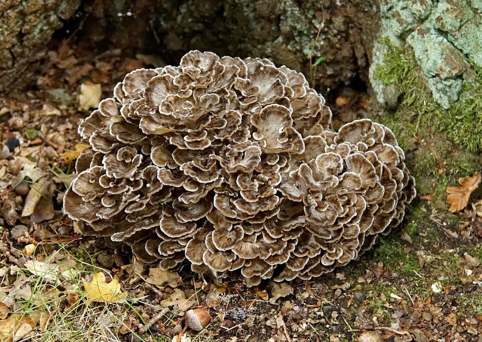What Is the Big Frilly Mushroom at the Base of My Oak Tree? Identifying Hen of the Woods