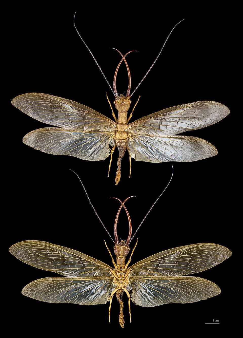 What Is the Giant Insect With Huge Pincers at My Porch Light? Identifying the Dobsonfly
