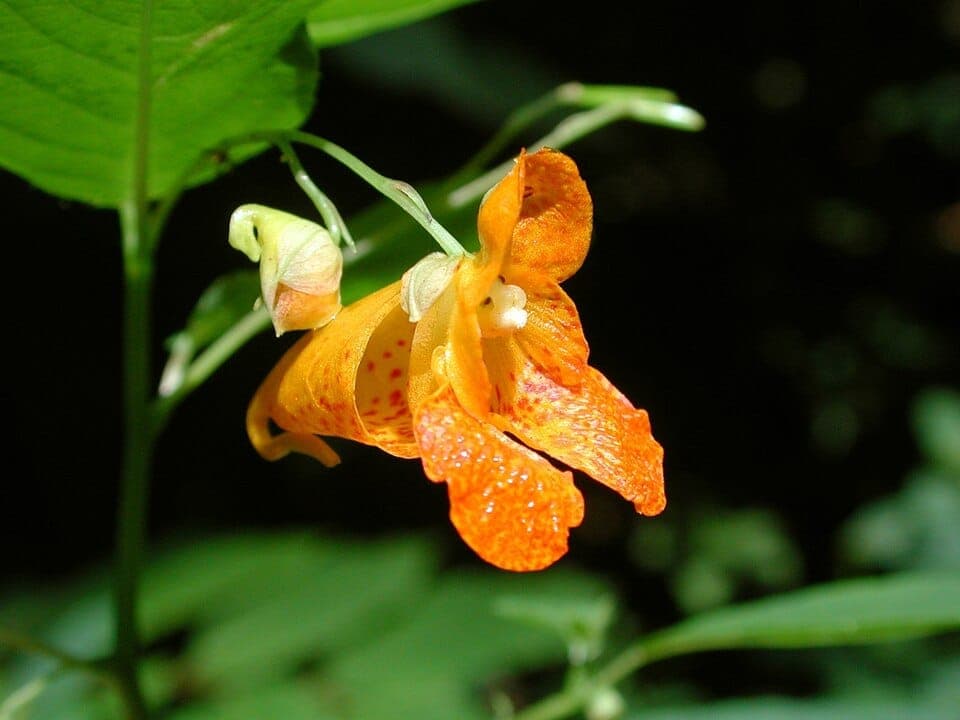 What Is the Orange Flower With Exploding Seed Pods? Identifying Jewelweed (Spotted Touch-Me-Not)