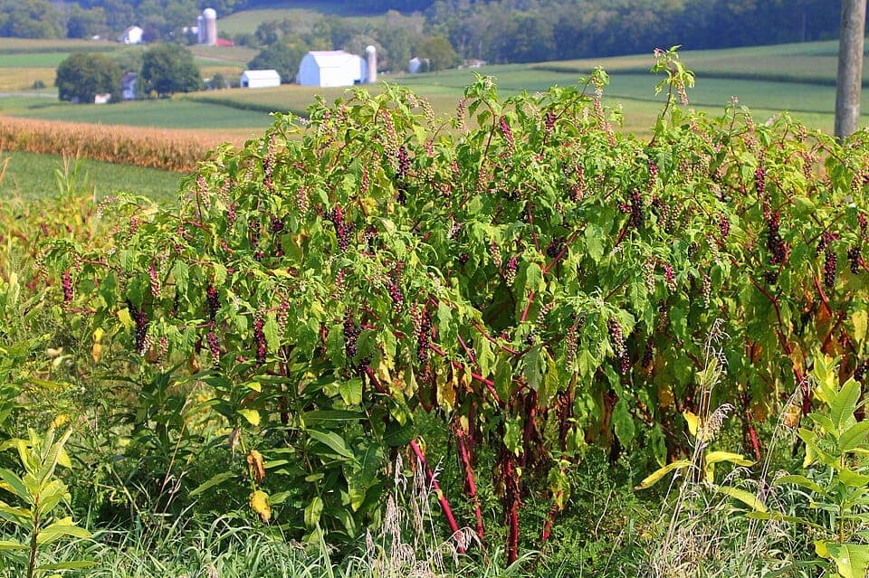 What Is the Plant With Dark Purple Berries and Red Stems? Identifying Pokeweed