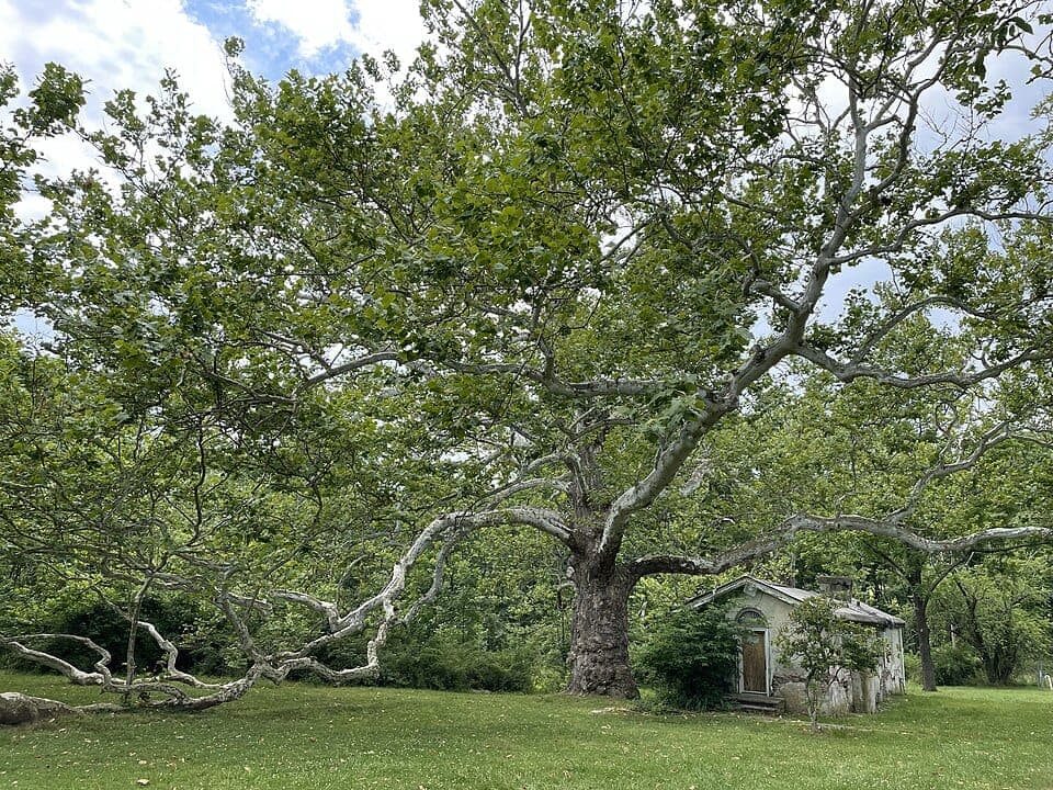 What Is the Big Tree With White, Camouflage-Peeling Bark? Identifying the American Sycamore