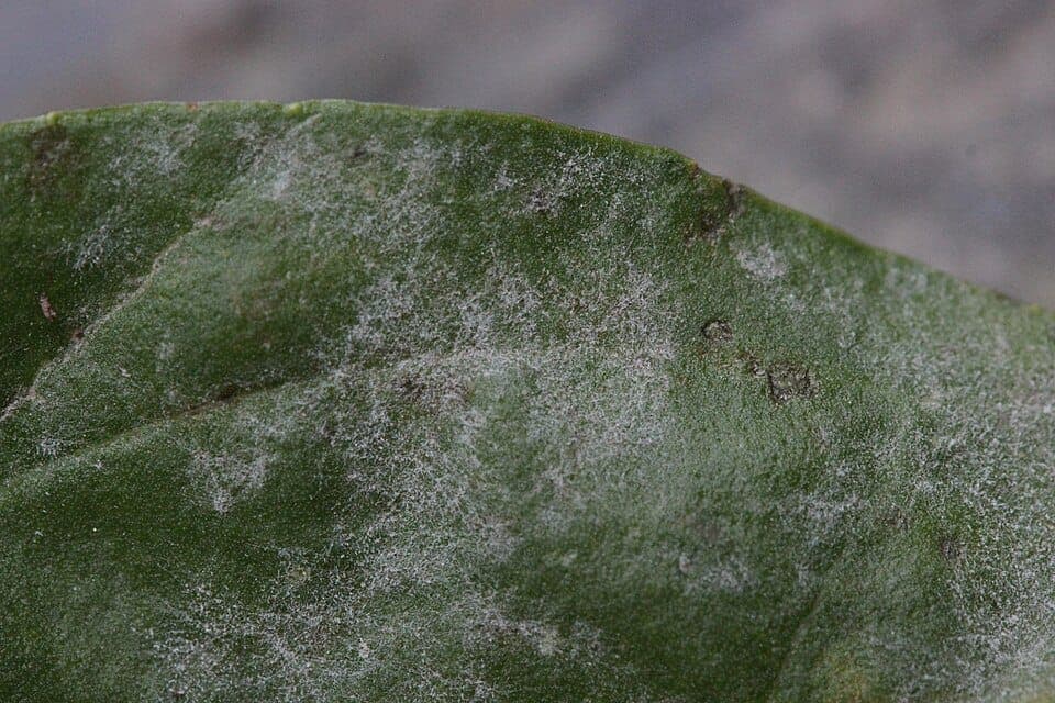 What Is the White Powdery Coating on My Plant Leaves? Identifying Powdery Mildew