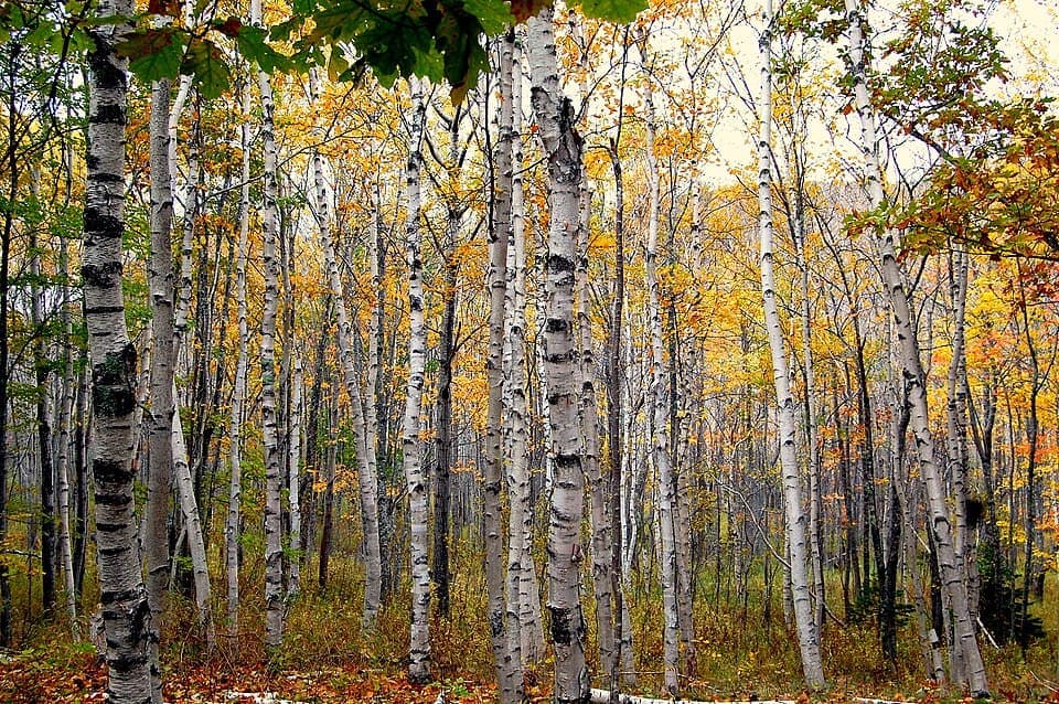 Paper Birch, Betula papyrifera