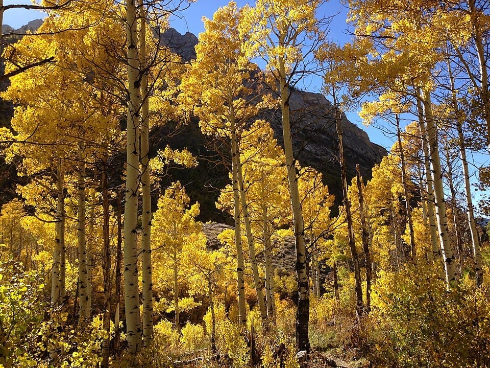 Quaking Aspen, Populus tremuloides