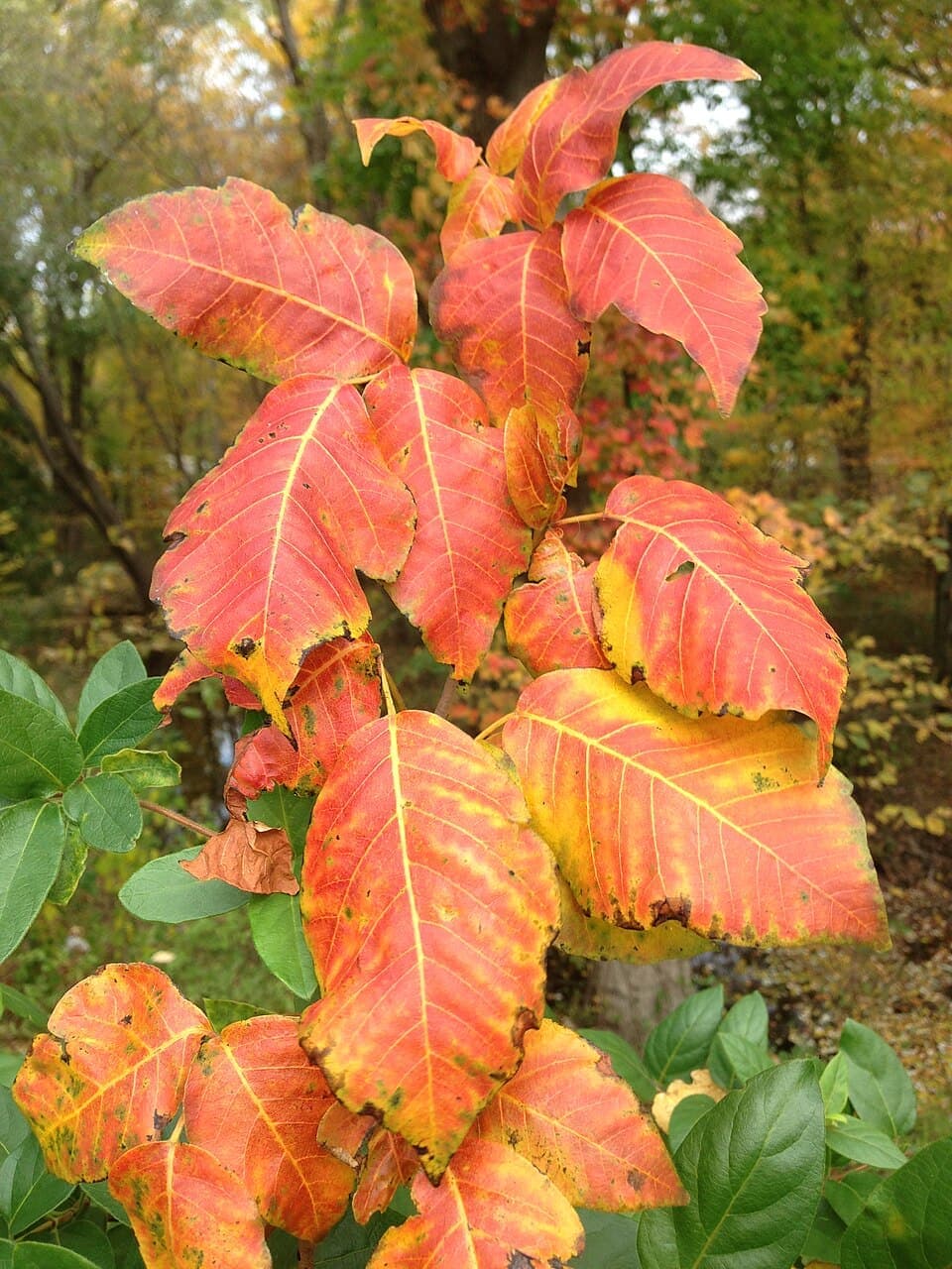 Poison Ivy (Toxicodendron radicans)