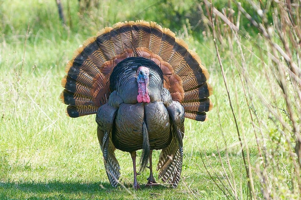 Wild Turkey, Meleagris gallopavo