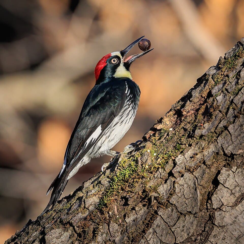 Acorn Woodpecker, Melanerpes formicivorus