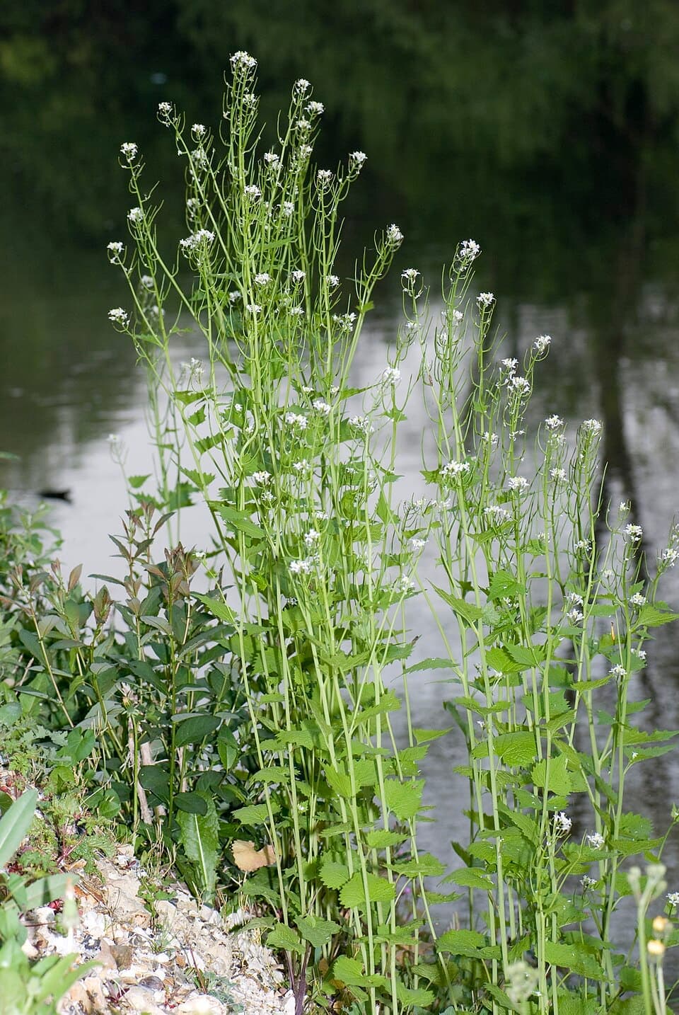 Wild Garlic Mustard (Alliaria petiolata)