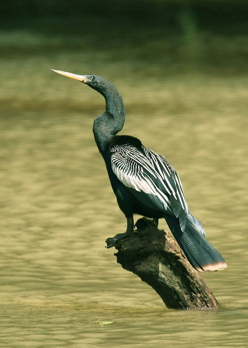 Anhinga (Anhinga anhinga)