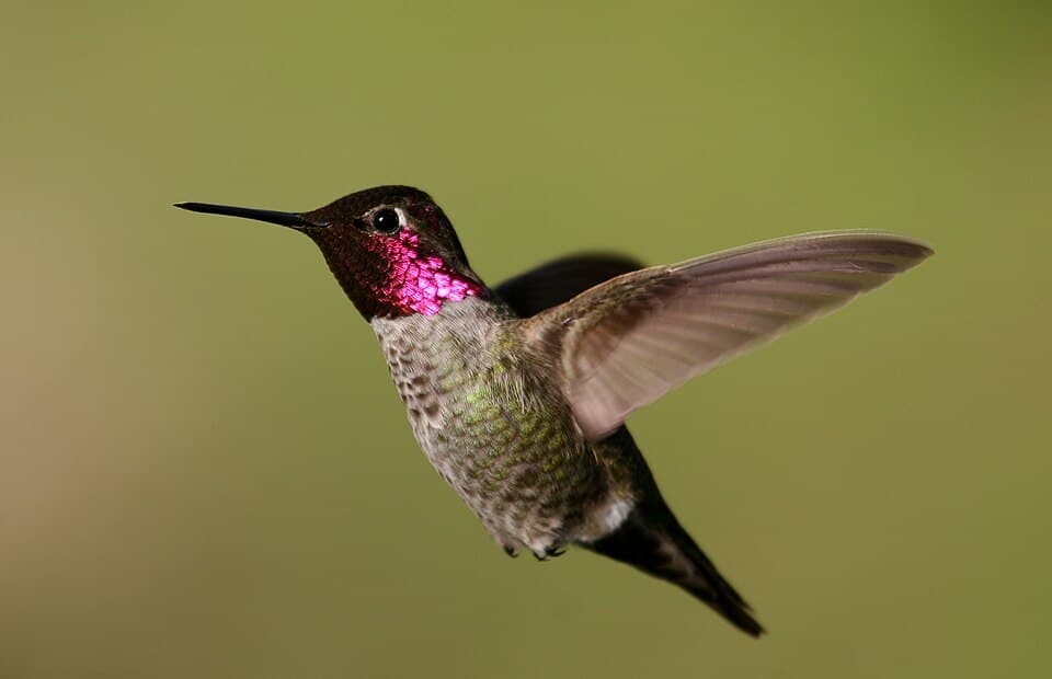 Anna's Hummingbird, Calypte anna