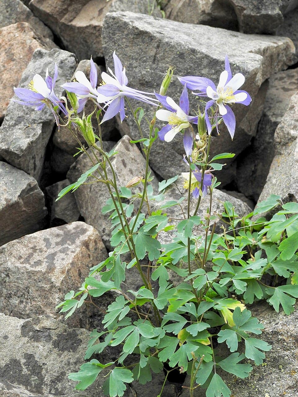 Colorado Blue Columbine (Aquilegia caerulea)