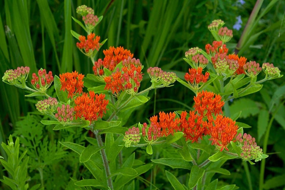 Butterfly Weed, Asclepias tuberosa
