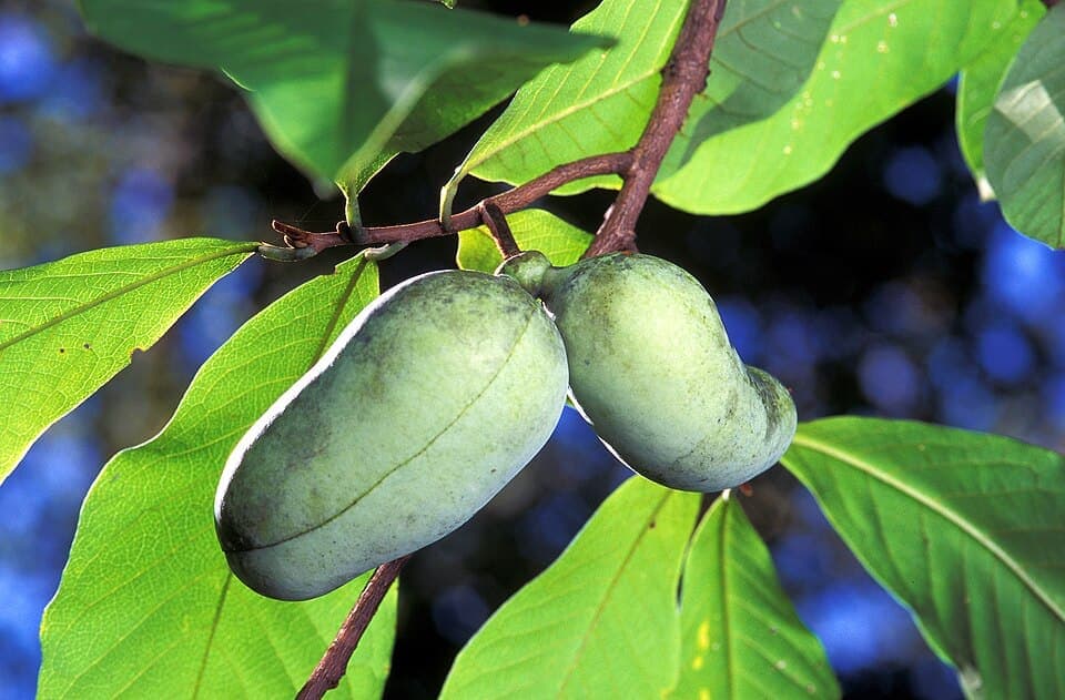 Pawpaw (Asimina triloba)