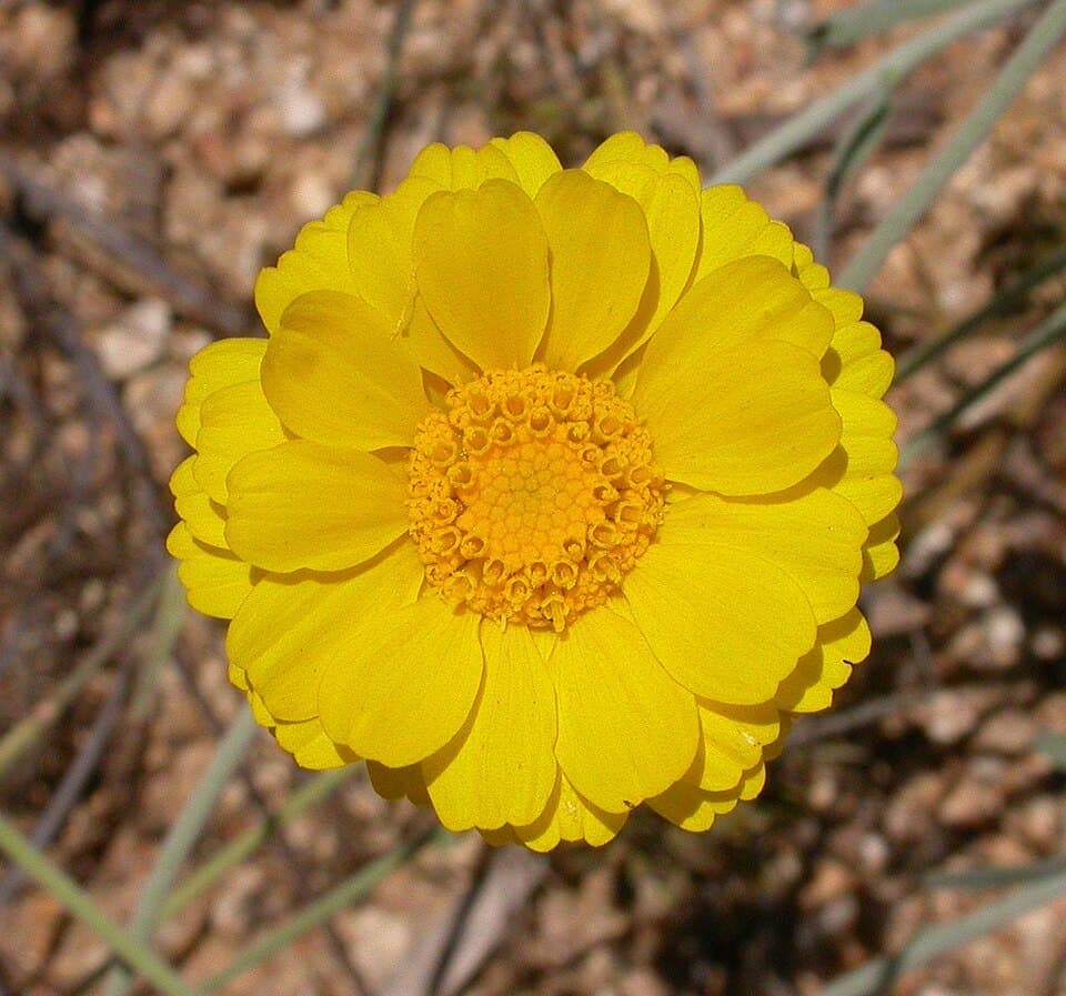 Desert Marigold, Baileya multiradiata