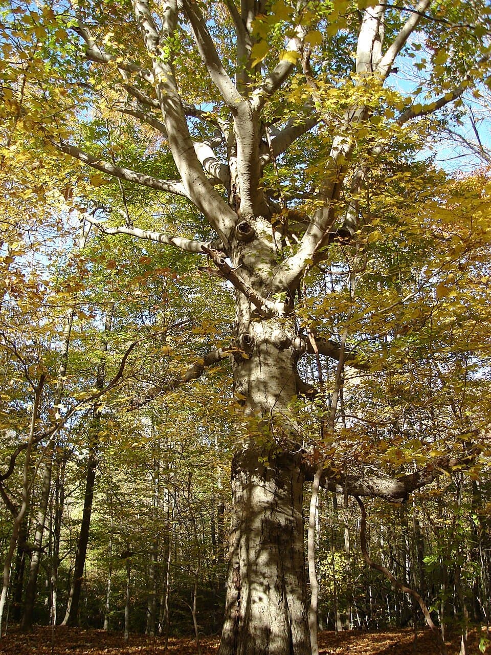 American Beech, Fagus grandifolia