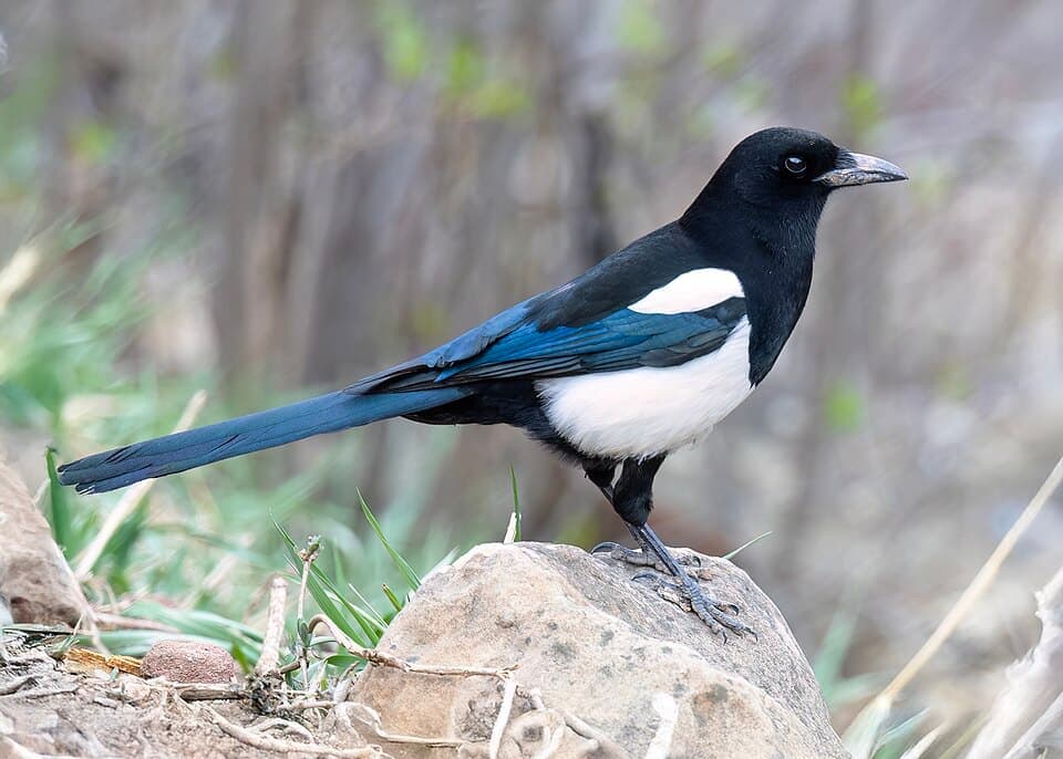 Black-billed Magpie (Pica hudsonia)