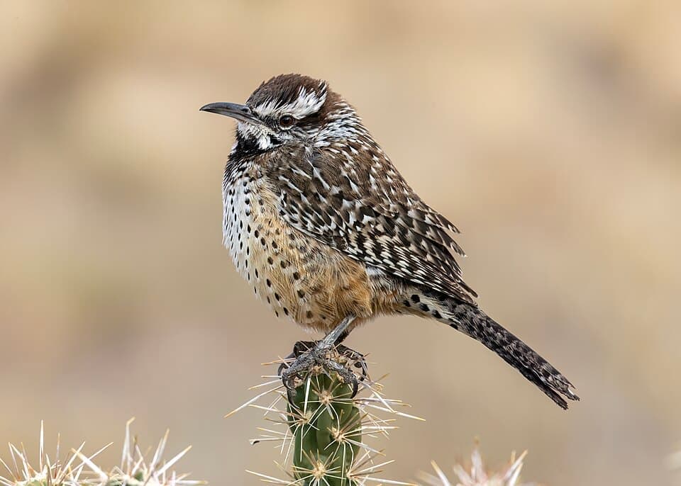Cactus Wren (Campylorhynchus brunneicapillus)