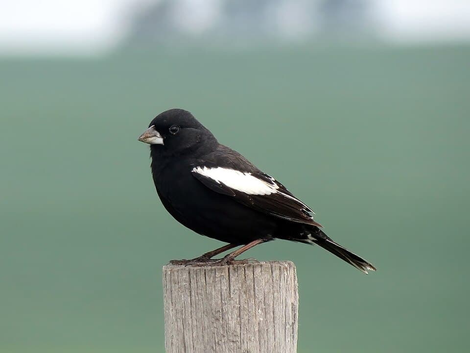 Lark Bunting (Calamospiza melanocorys)