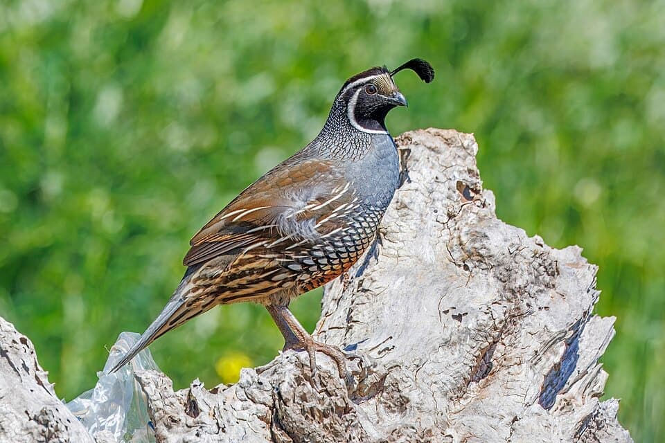 California Quail (Callipepla californica)
