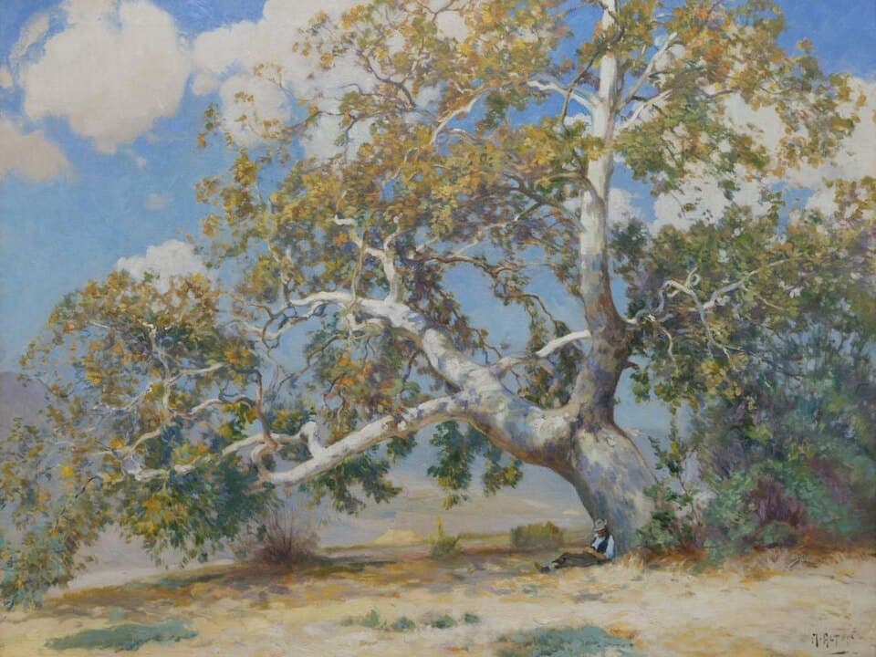 California Sycamore, Platanus racemosa