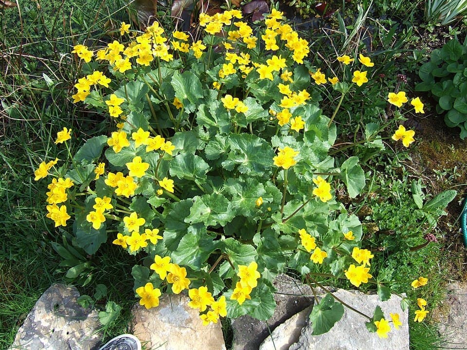 Marsh Marigold (Caltha palustris)