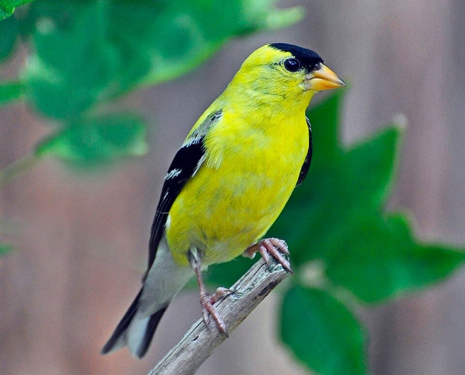 American Goldfinch (Spinus tristis)