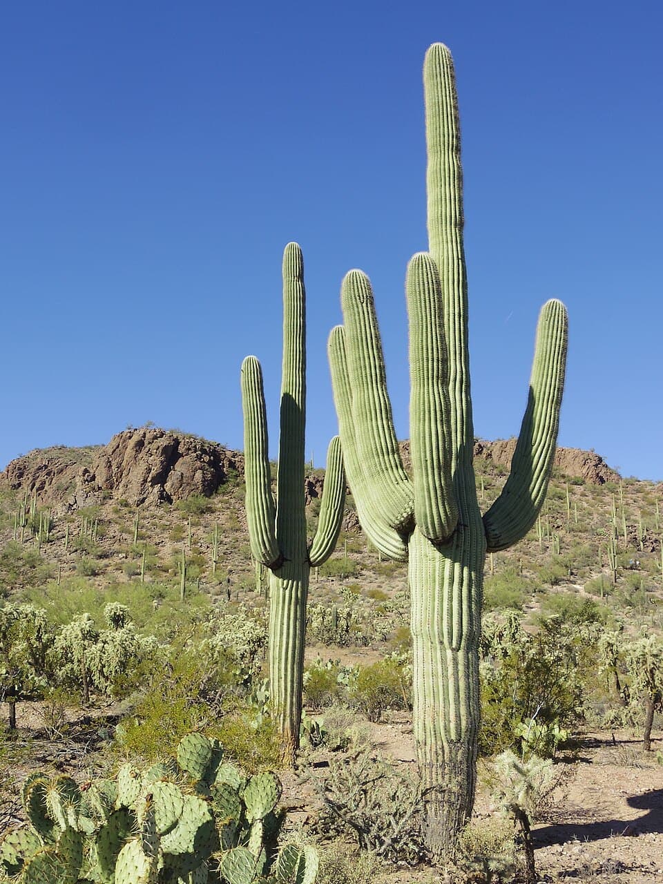 Saguaro Cactus (Carnegiea gigantea)
