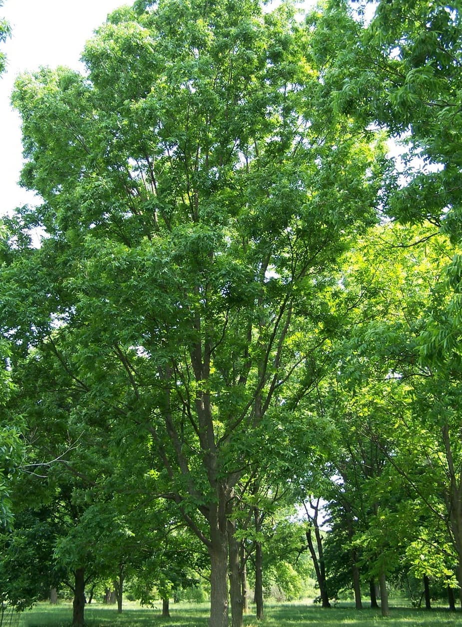Pecan (Carya illinoinensis)