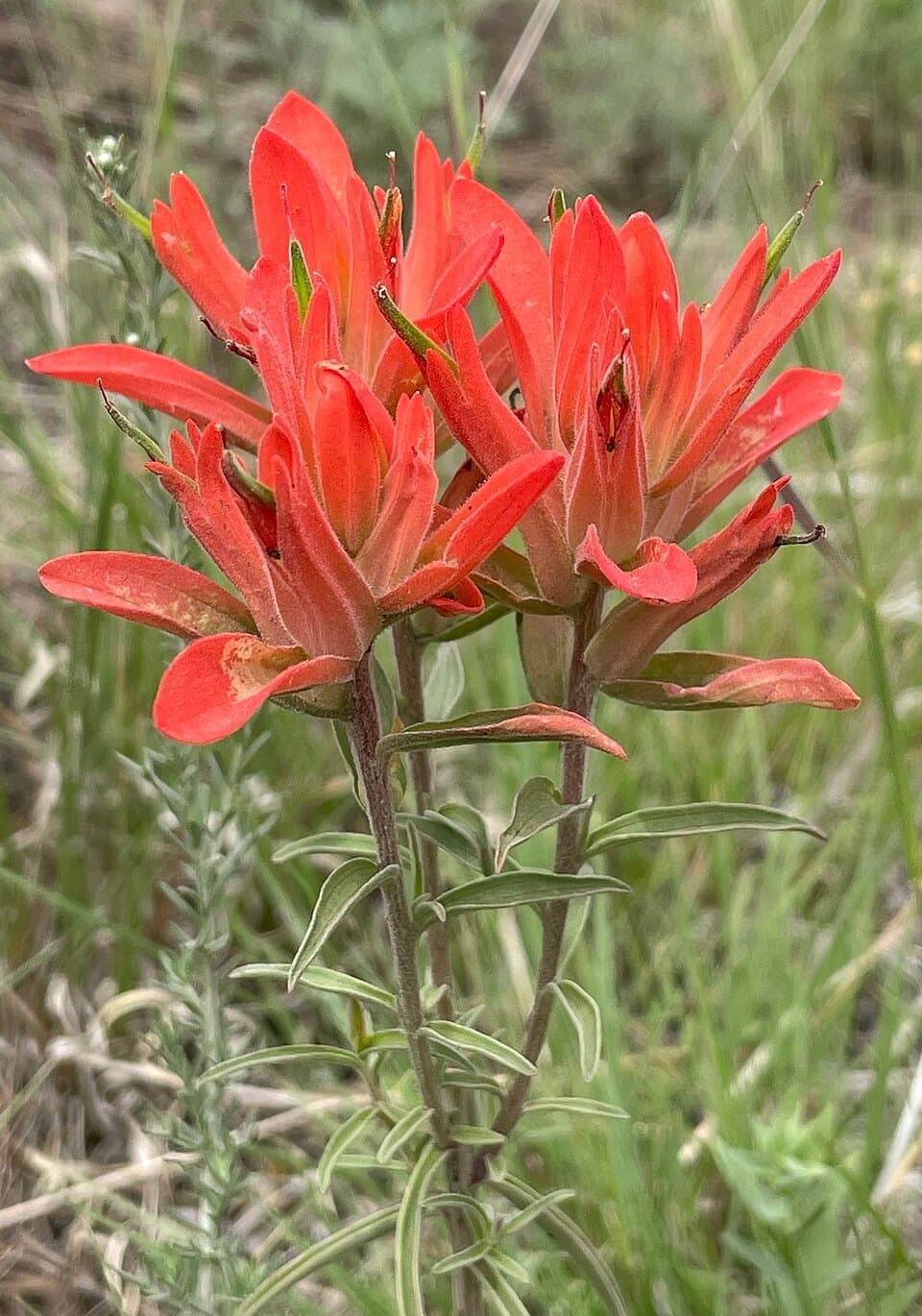Indian Paintbrush (Castilleja species)
