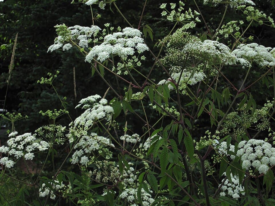 Water Hemlock (Cicuta maculata)